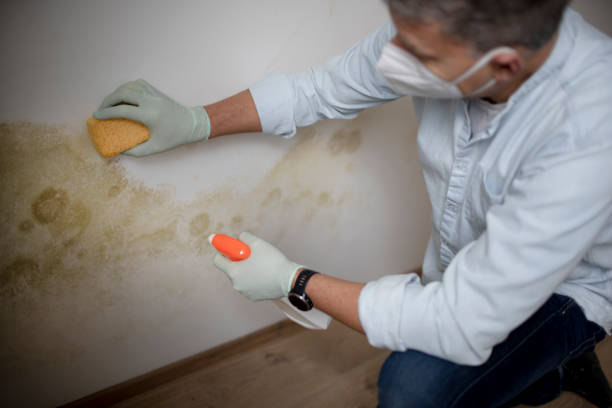 Best Toxic Mold Removal  in Waipio Acres, HI