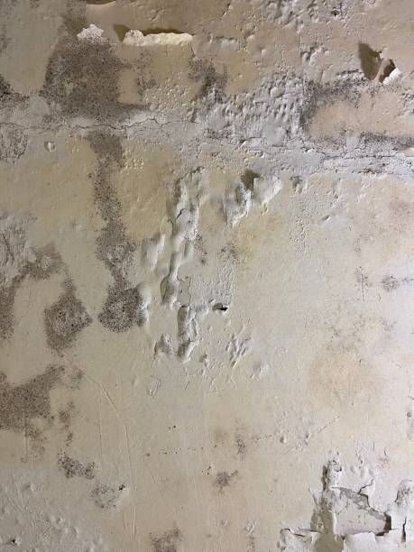 Best Local Mold Removal Service  in Waipio Acres, HI