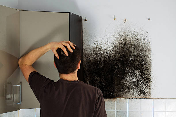 Best Local Mold Removal Service  in Waipio Acres, HI